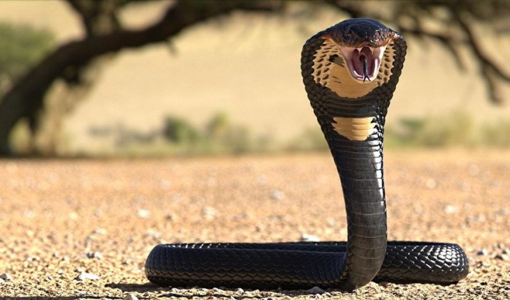 Eşini Öldürmek İçin Kobra Kiraladı!