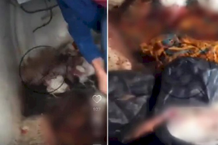 Ticari Araçta Tavuk Kesip Sattılar!