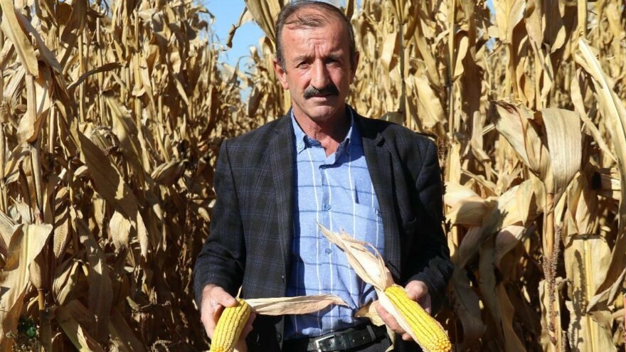 Kuraklık Mısır Üretimini Etkiledi