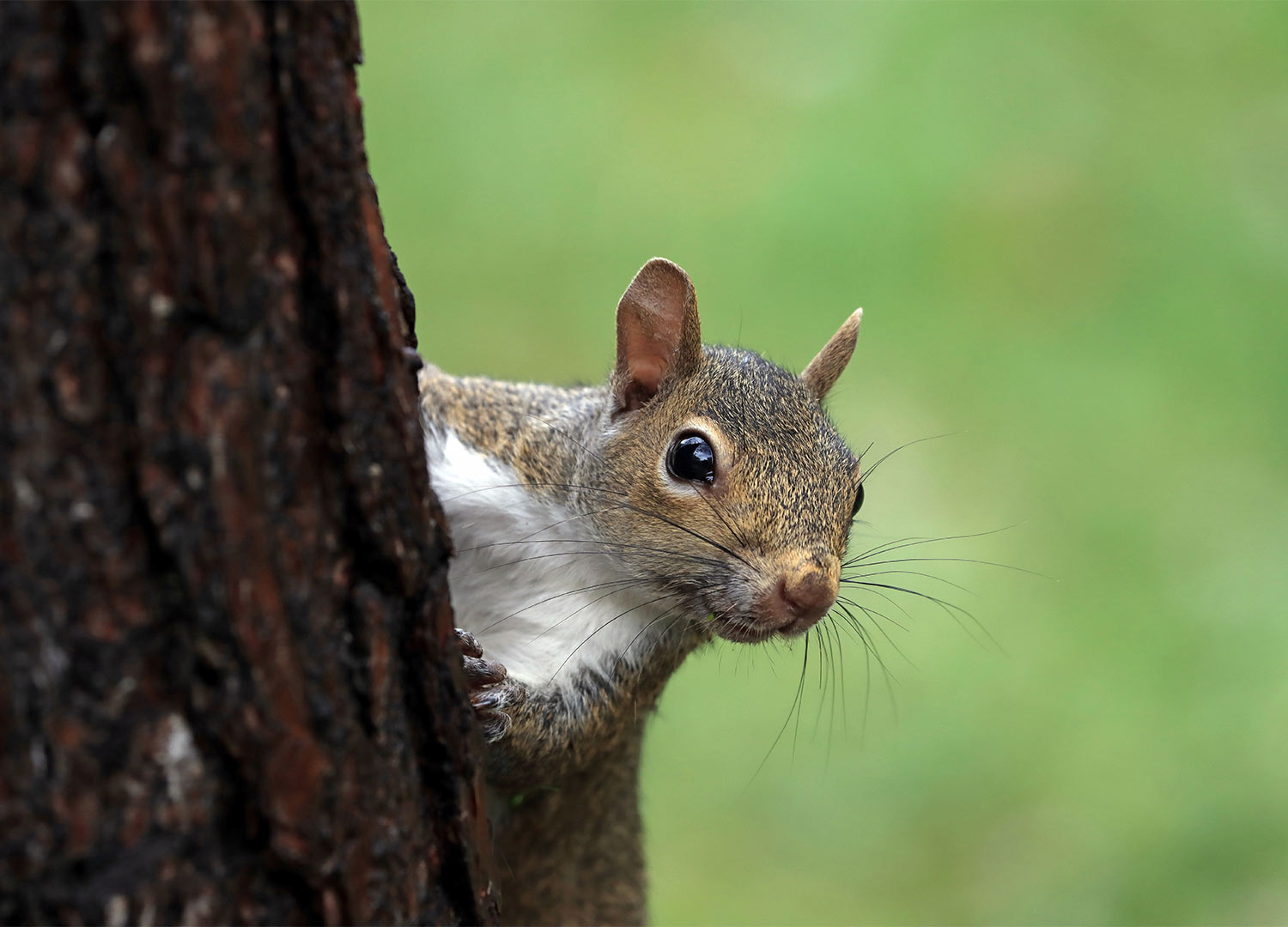 Küçük Sincap Terör Estirdi: 18 Yaralı!