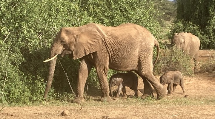 Yüzde 1’lik İhtimal: Fil İkiz Doğurdu!