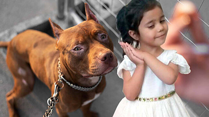 Pitbull Saldırısına Uğrayan 4 Yaşındaki Asiye'den İyi Haber