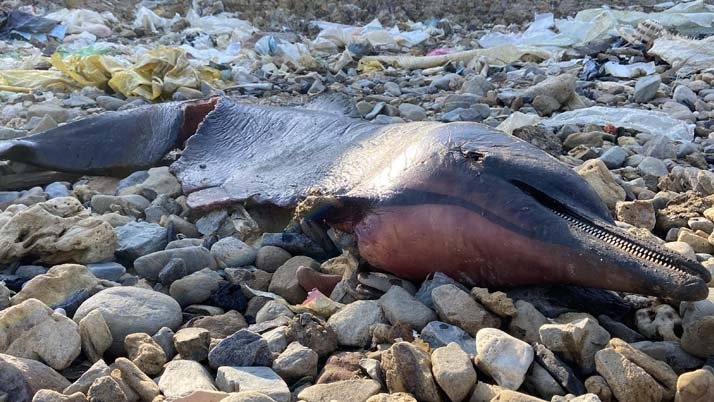 Eyüpsultan Sahilinde Şoke Eden Görüntü