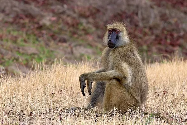 Halk Paintball Silahlarıyla Babunlara Savaş Açtı