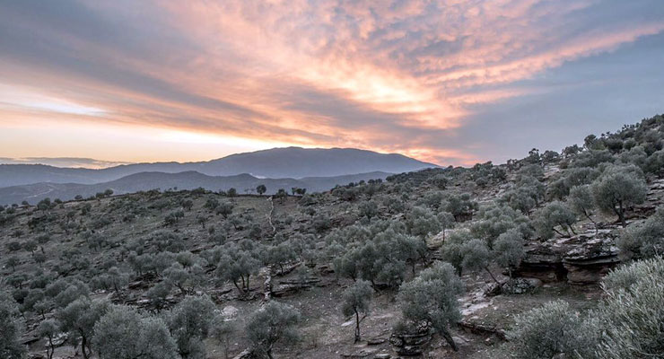 Danıştay Zeytin Katliamına Dur Dedi!