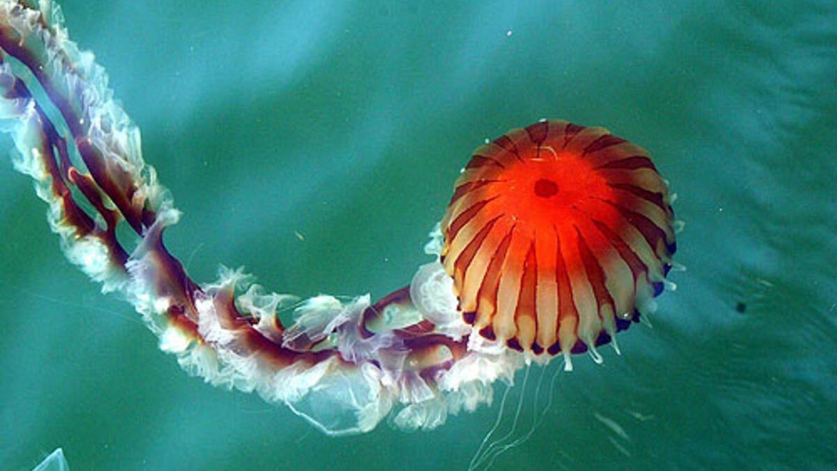 Uzmanlar Zehirli Pusula Denizanası Hakkında Uyardı!