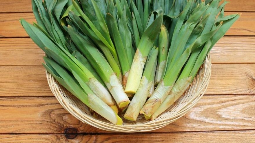 Mucize Bitki Çiriş Otunun Faydaları