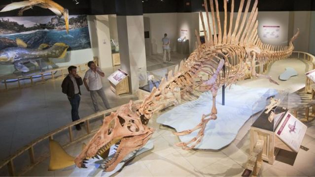 İçinde Hadrozor Embriyoları Bulunan İki Fosil Bulundu!