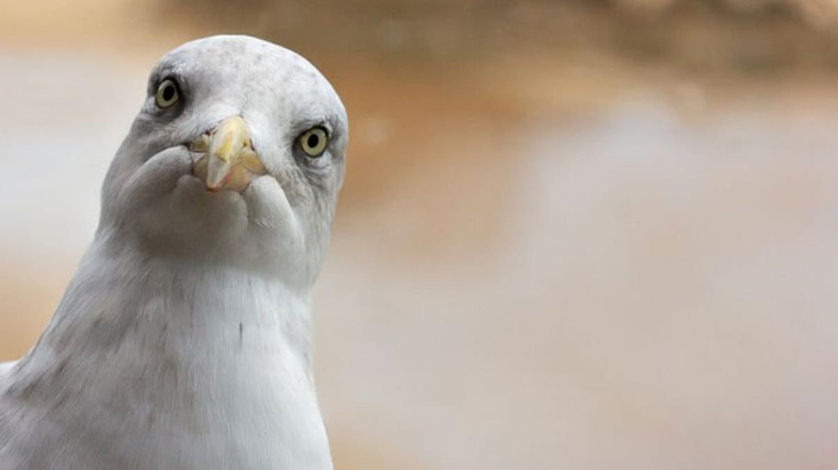 Martılar Hakkında Akılalmaz İddia: Casus Olabilirler