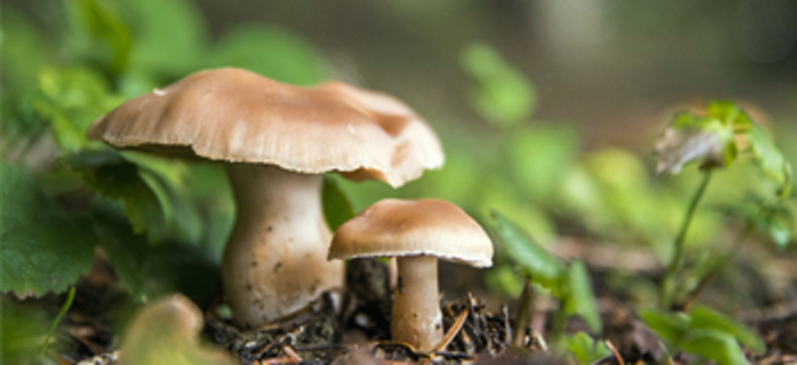 Araştırma: Mantarlar Birbirleriyle Konuşabiliyor!