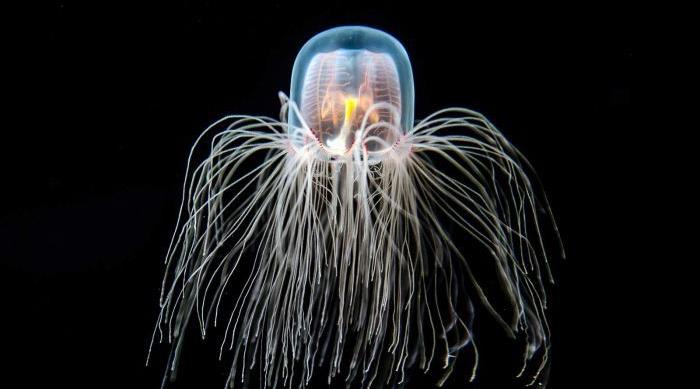 Ölümsüz Denizanası Turritopsis Sonsuza Kadar Nasıl Yaşıyor?