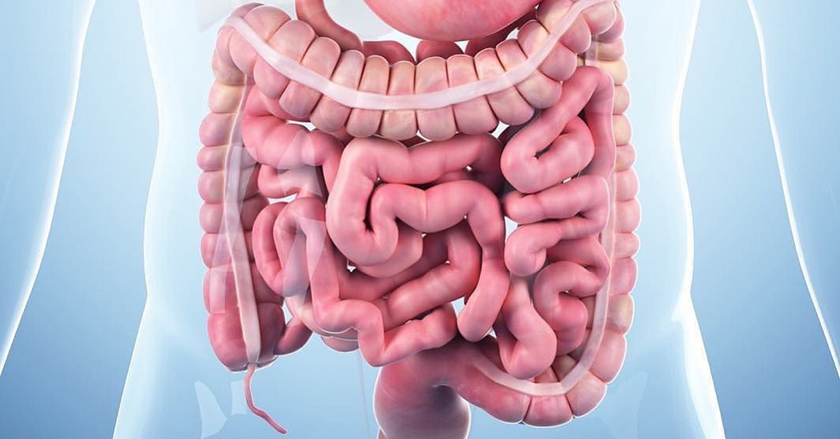 Gastroenteroloji Nedir? Gastroenteroloji Hangi Hastalıklara Bakar?