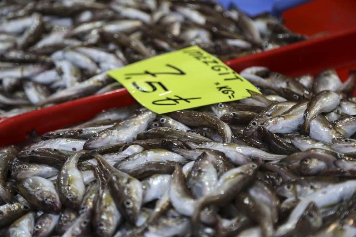 Karadeniz'de Balık Sezonu Erken Kapanabilir!