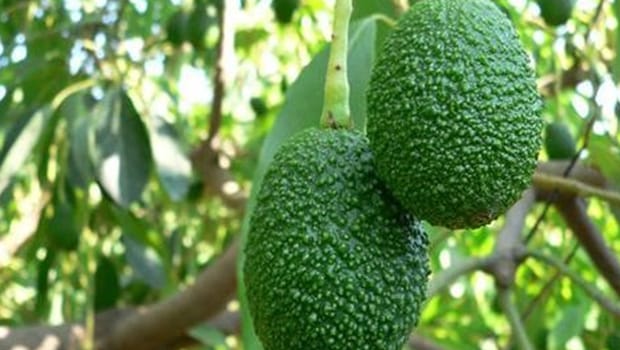 Gazipaşa'da Avokado İhracatı!