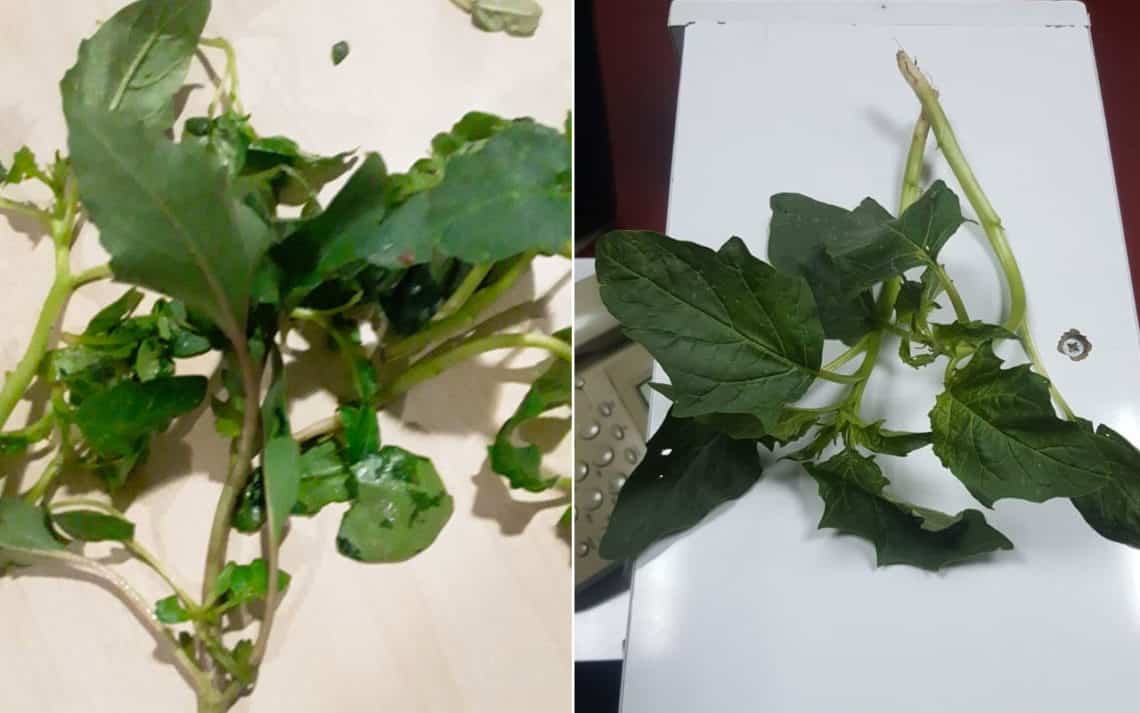 Zehirleyen Ispanağın Sebebi Belli Oldu!