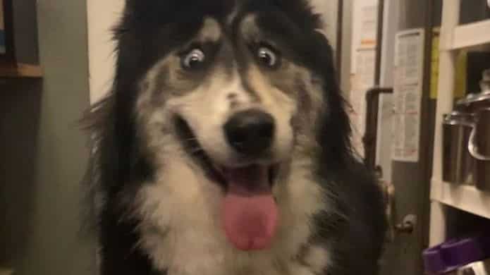 Tuhaf Bakışlı Köpek Sahiplendirildi