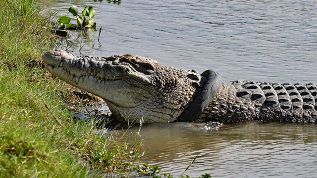 Devasa Timsah İçin Gerçekleştirilen Çalışma Sonuç Vermedi!