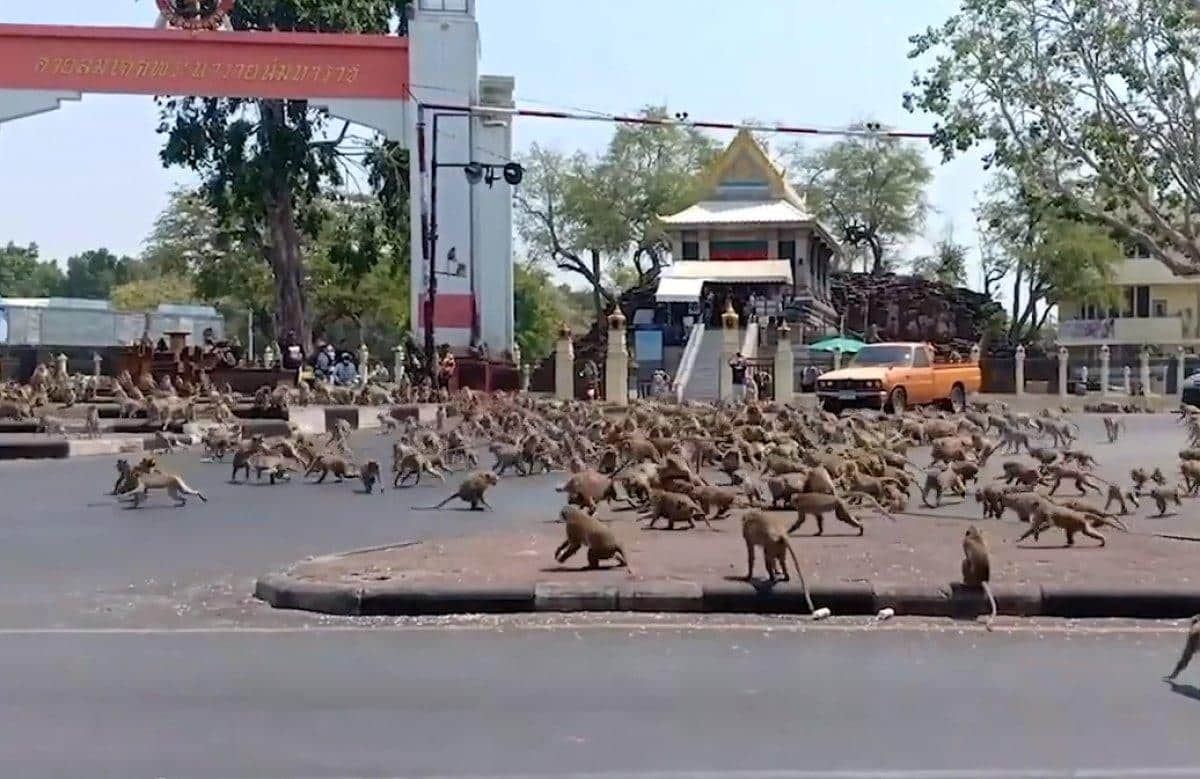 Tayland Sokaklarına Maymunlar Akın Etti!