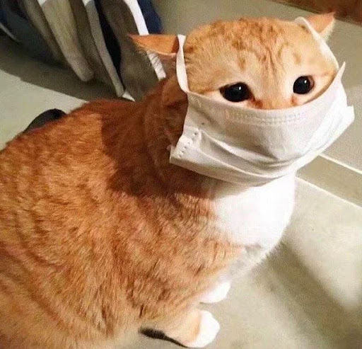 Kedi, Sahibinden Koronavirüs Kaptı