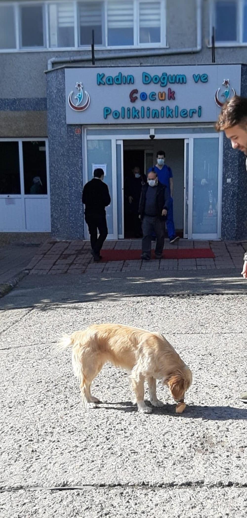 ‘Cesur Köpek’ Hastane Önünde Sahibini Bekliyor