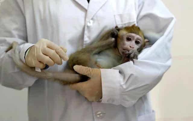 Oxford Tarafından Geliştirilen Aşı Maymunlar Üzerinde Olumlu Sonuç Verdi!