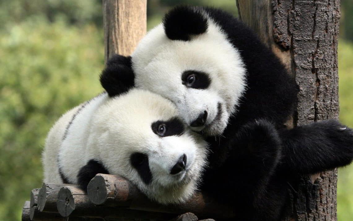 İnsanların Hayvanlara Etkisi! Pandalar 10 Sene Sonra İlk Kez Çiftleşti