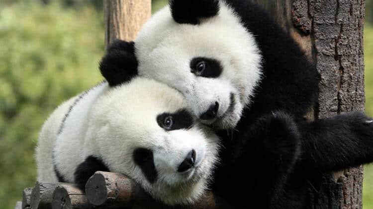 Pandalardan Müjdeli Haber!