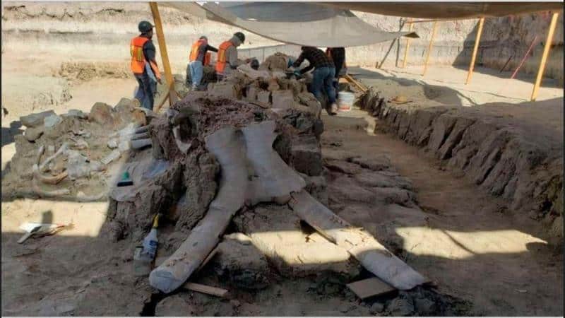 Meksika'daki Bir Kazıda Onlarca Mamut Fosili Bulundu