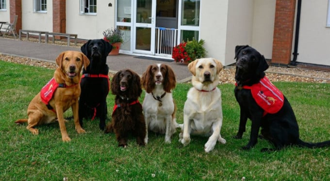 İngiltere’de Köpeklere Koronavirüs Eğitimi