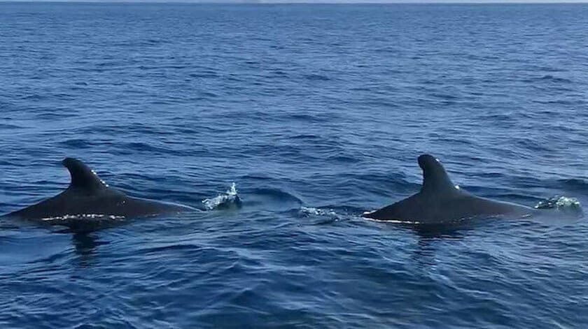 Yalancı Katil Balinalar Kuzey Ege'yi Ziyaret Etti