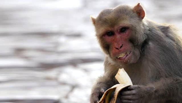 Alkolik Maymun Ömür Boyu Hapse Mahkum Edildi