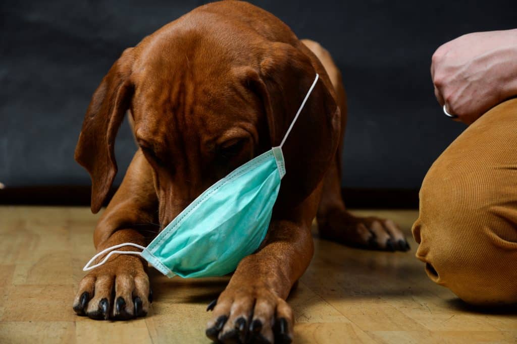 Koronavirüs Tespit Edilen İlk Köpek Yaşamını Yitirdi