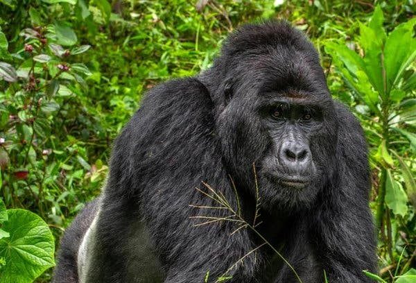 Goril Rafiki'nin Katili 11 Sene Sonra Suçunu İtiraf Etti