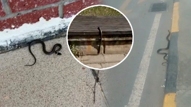 Trabzon'da Çeşitli Bölgelerde Görülen Yılanlar Paniğe Yol Açtı!