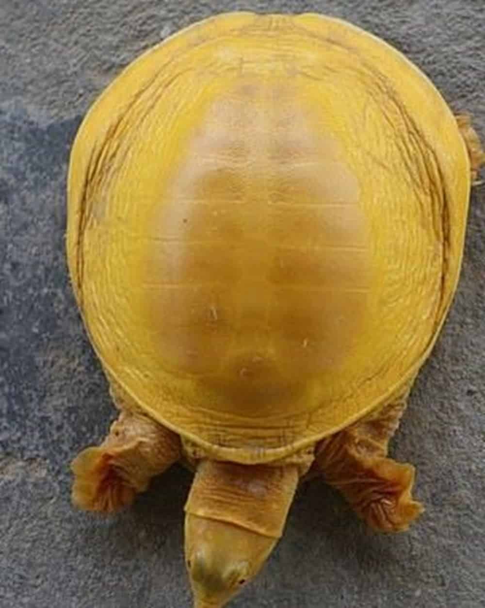 Hindulara Yeni Tanrı: Kaplumbağa
