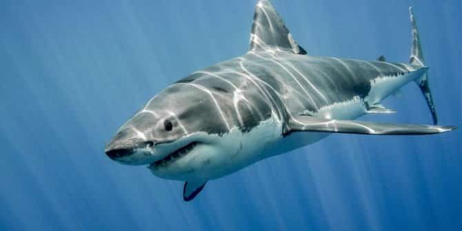 Bir Doz Koronavirüs Aşısı İçin 250 Bin Köpekbalığı Katledilebilir