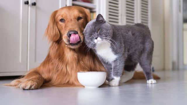 Evcil Hayvanlar Pandemi Sürecininde Duygusal Destek Kaynağı Oldu