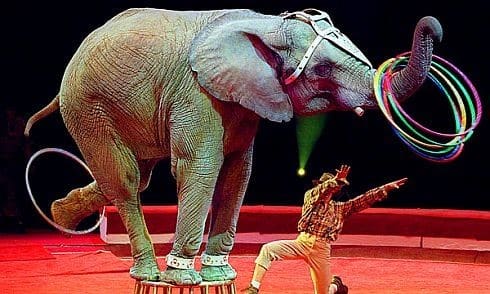 Fransa’da Sirk Gösterilerinde Vahşi Hayvanlar Kullanılmayacak!