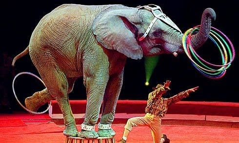 Fransa’da Sirk Gösterilerinde Vahşi Hayvanlar Kullanılmayacak!