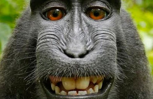 Hırsız Maymun Çaldığı Telefondan Selfie Çekti!