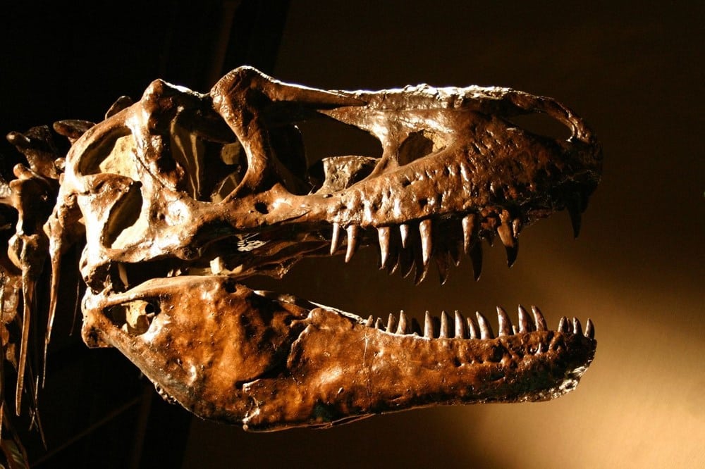 T-Rex Fosili Satış Fiyatıya Dünya Rekoru Kırdı