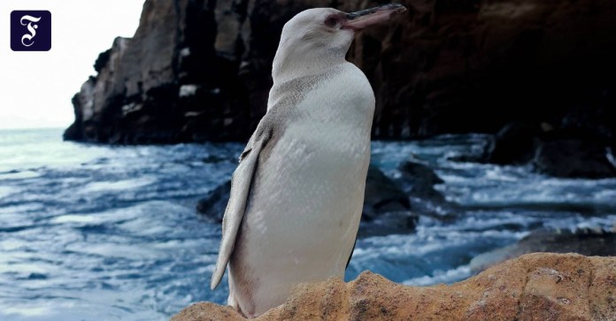 Galapagos Adaları’nda Keşfedilen Penguen Hayrete Düşürdü!