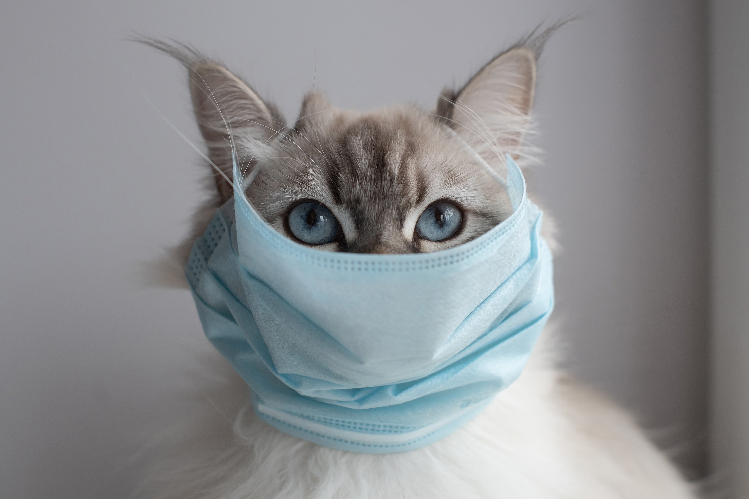 Danimarka’da Koronavirüse Rastlanan Kedileri Öldürdüler!