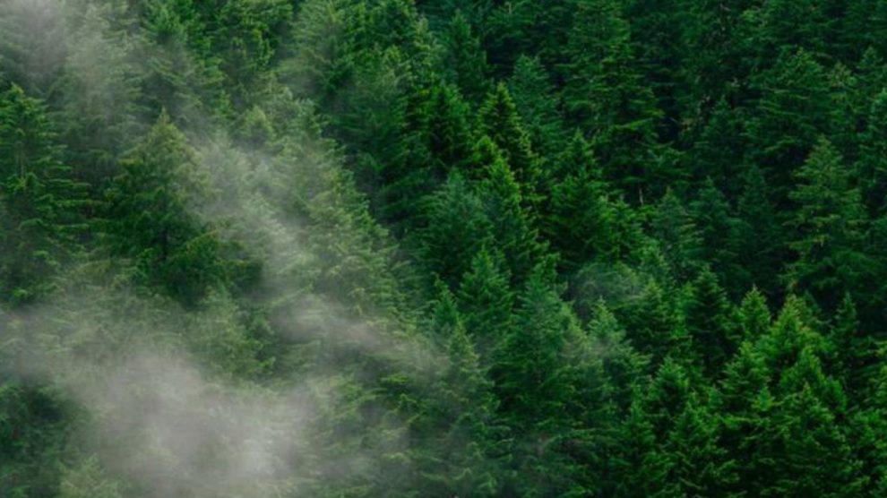 Dünyanın Akciğerleri 44 Yıl İçerisinde Yok Olacak!