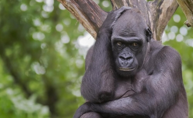 Goril Ailesi Koronavirüse Yakalandı