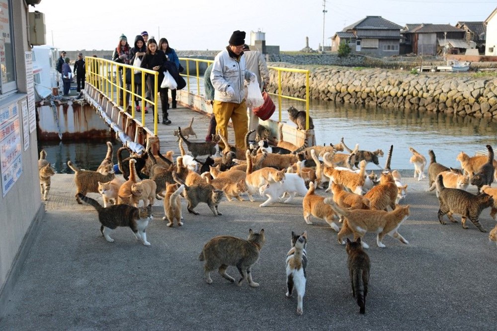 Japon Adasına Kedi İstilası