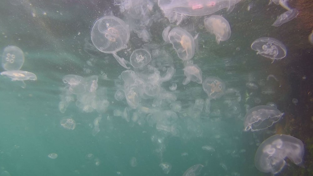 İstanbul Boğazı Denizanası Baskınına Uğradı