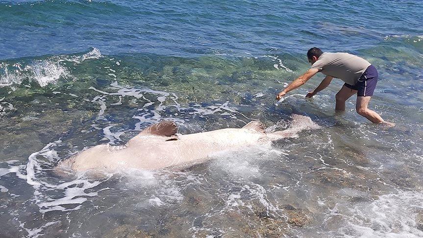 Datça Sahiline Vuran Köpek Balığı Görenleri Hayrete Düşürdü