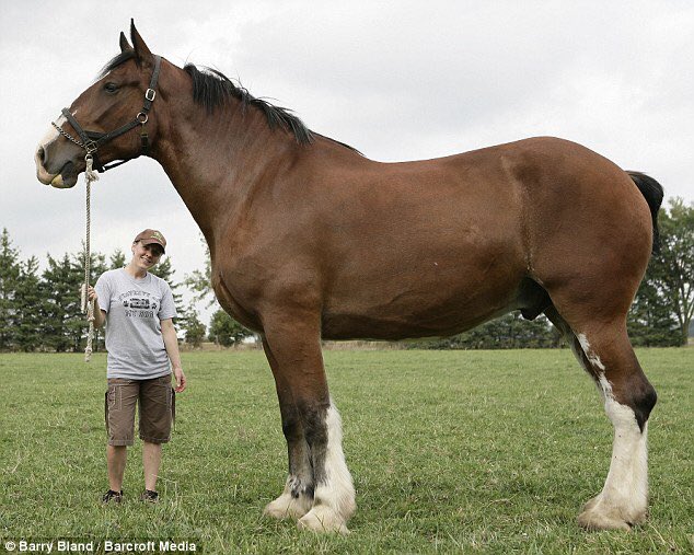 Guinness Rekorlar Kitabı’na Giren En Uzun At ‘’Big Jake’’ Öldü