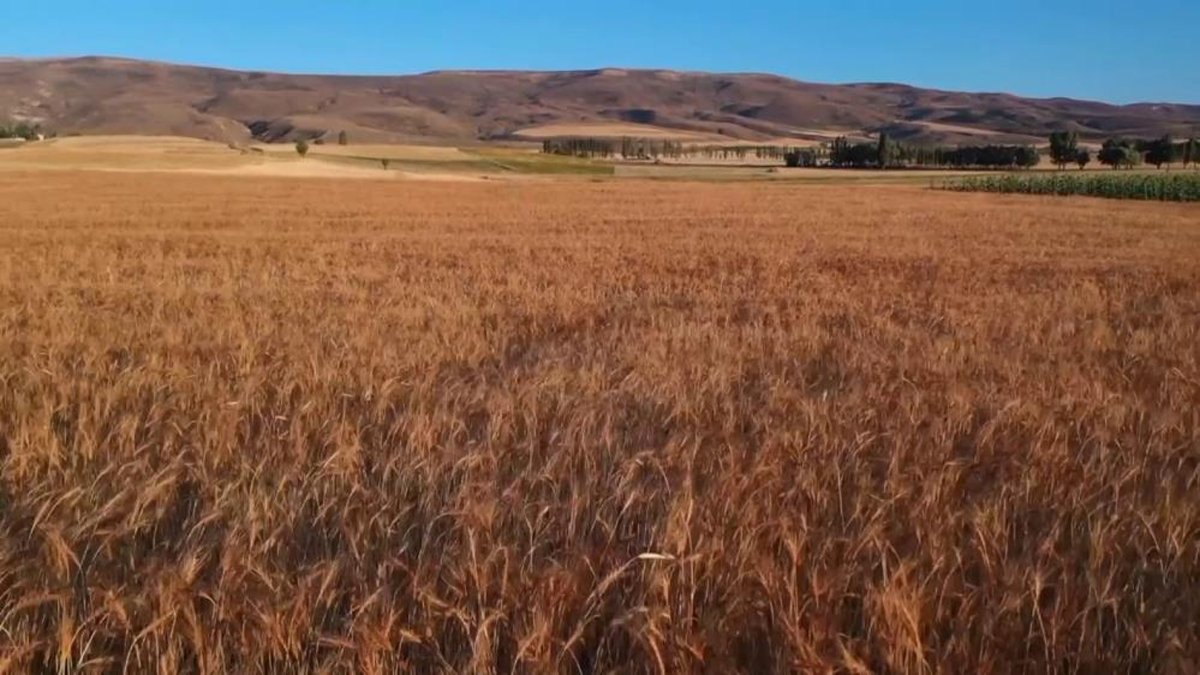 Ürettiği Bakteriyle Verimini Arttırdı, Ata Tohumların Önemini Vurguladı!